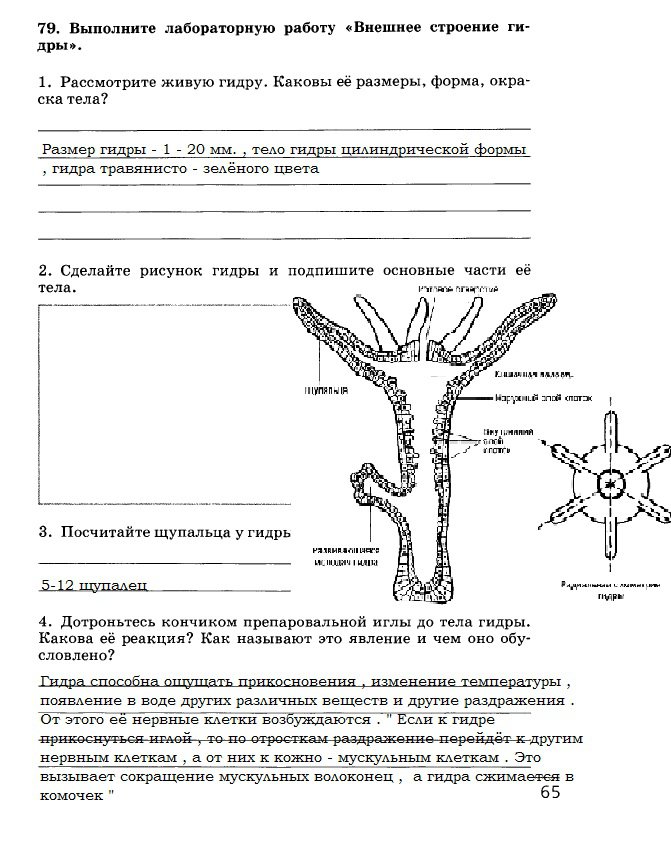 Kra31.at