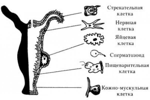 Сайт тор кракен