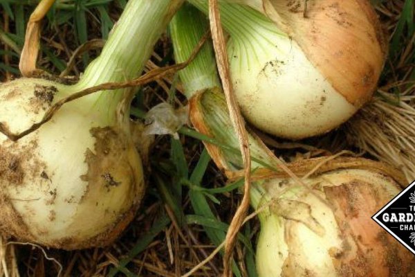 Кракен маркетплейс нарко